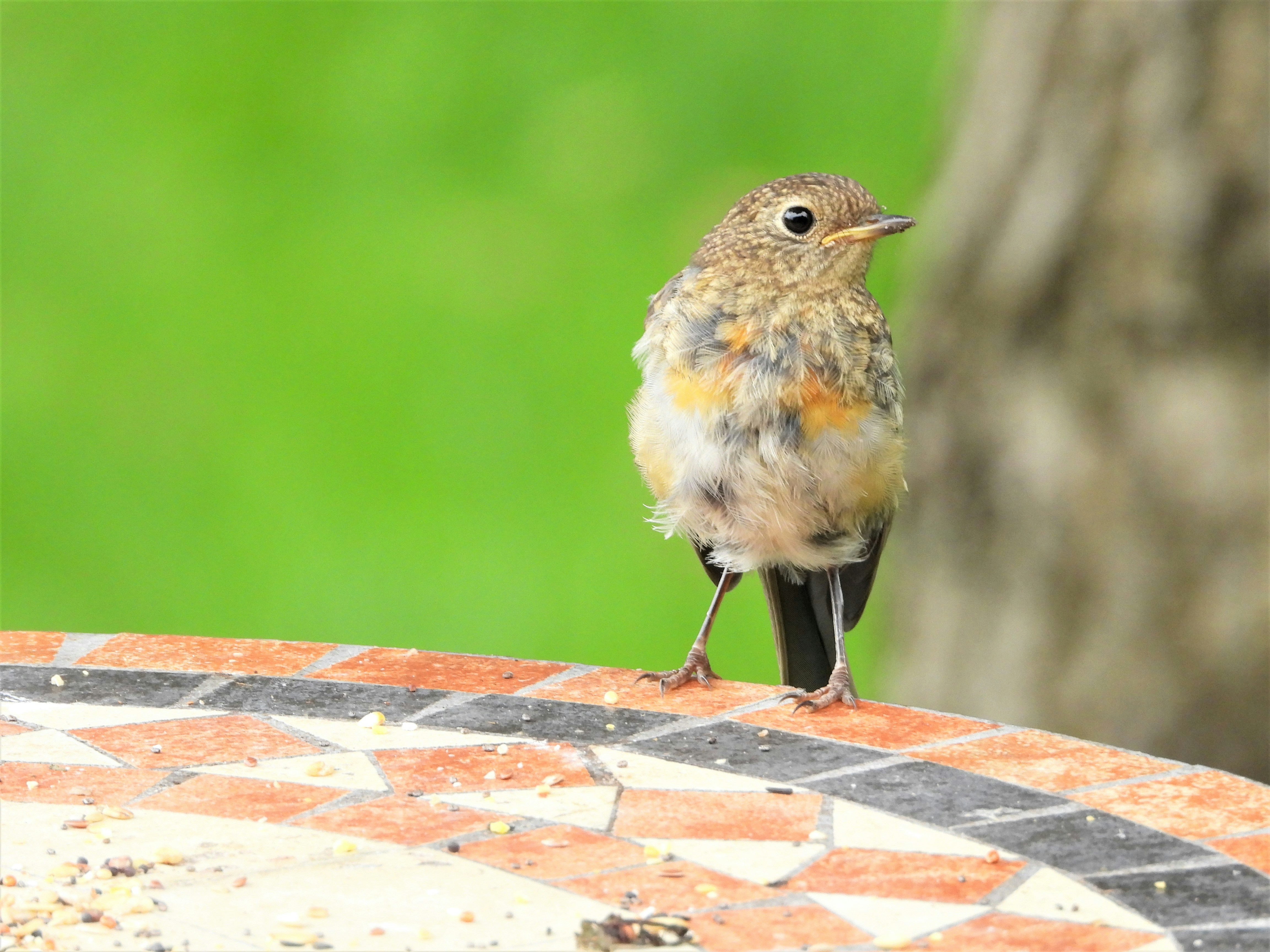 Photo by A.R. Khalid in our Garden in Germany.