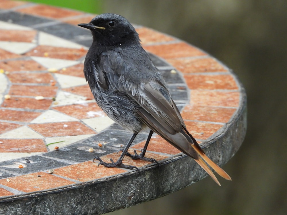 black bird on brown concrete surface