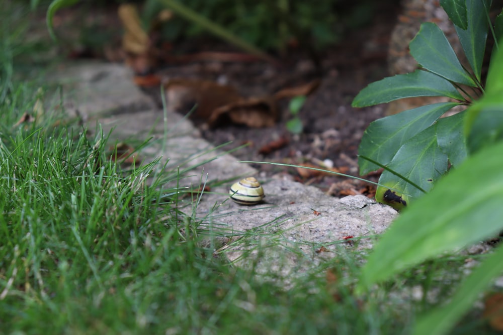 gold ring on green grass