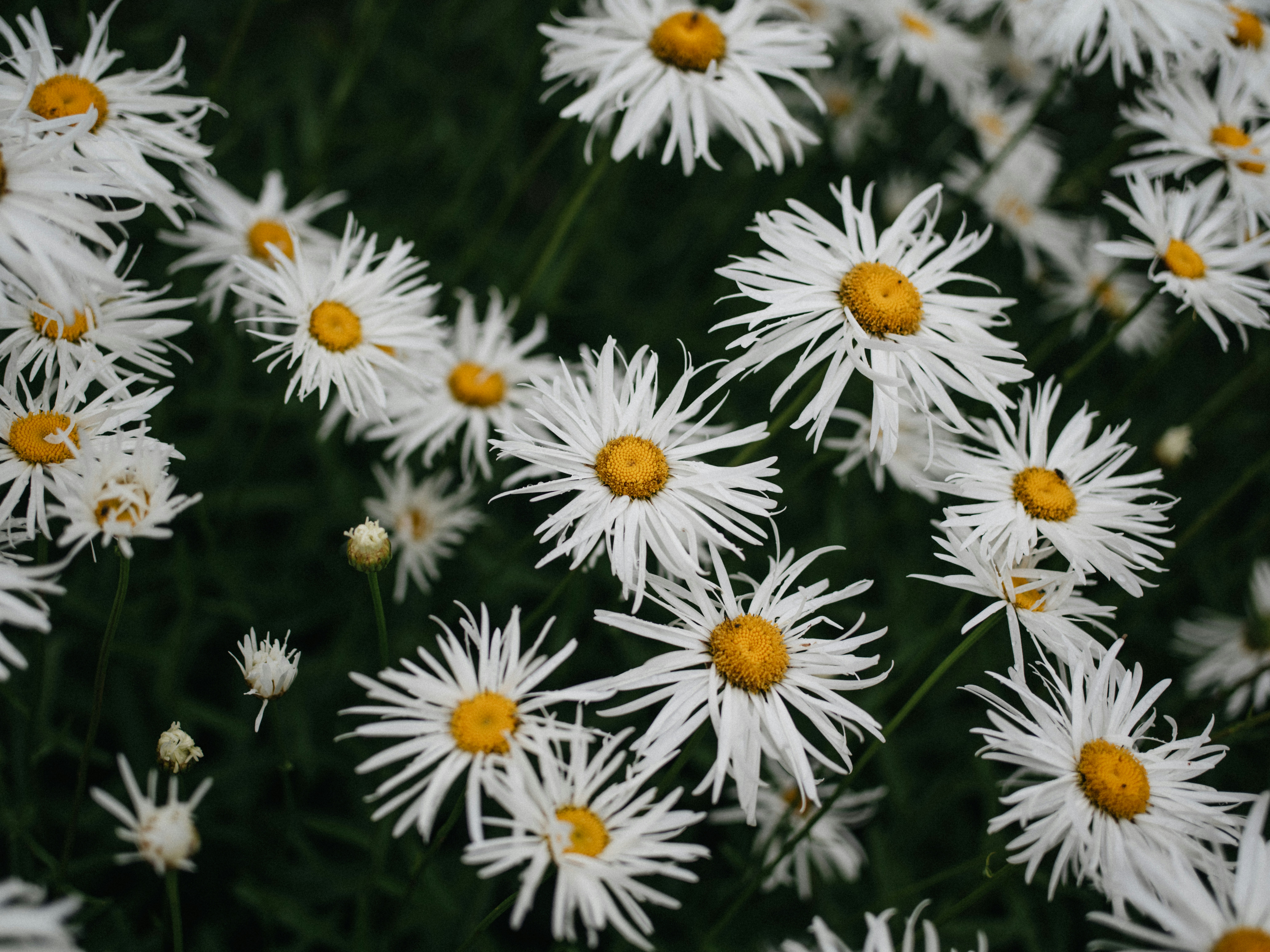 Photo by anniespratt