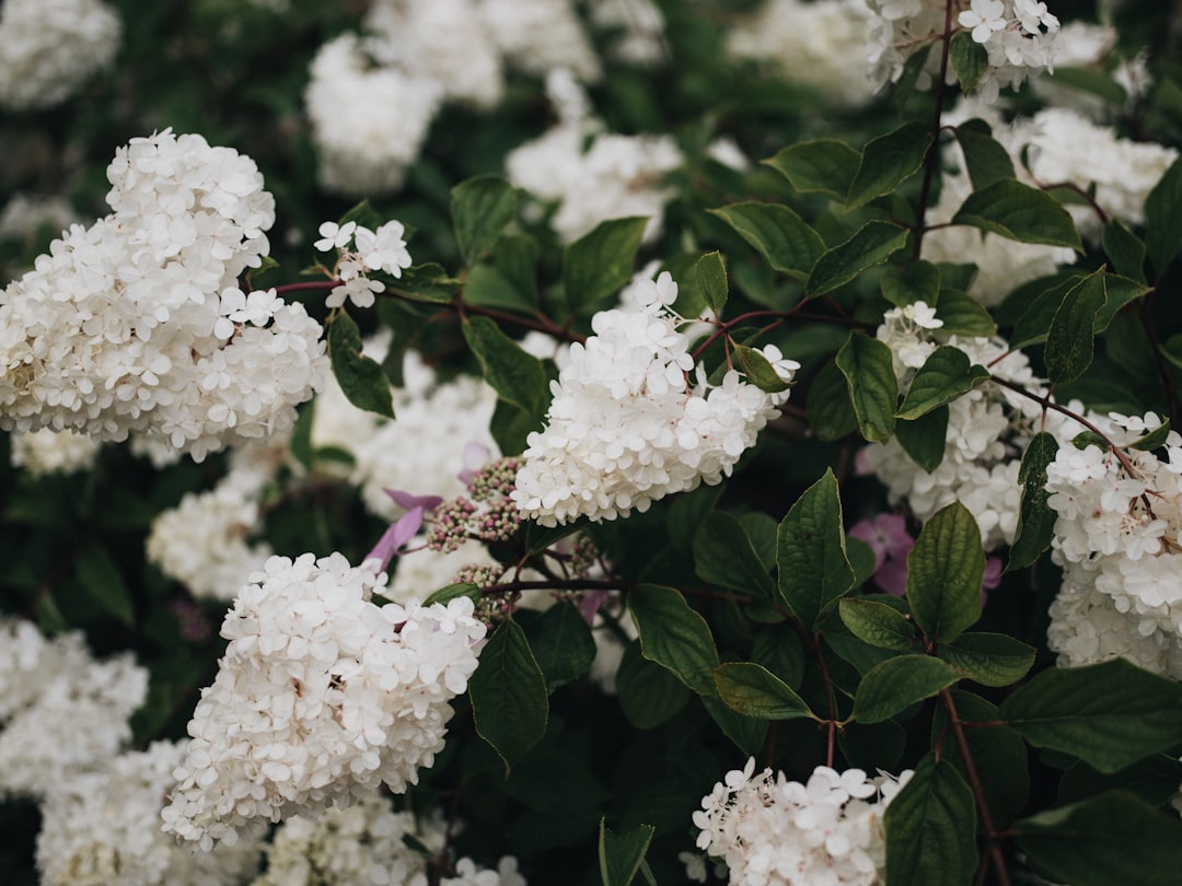 white flowers with green leaves