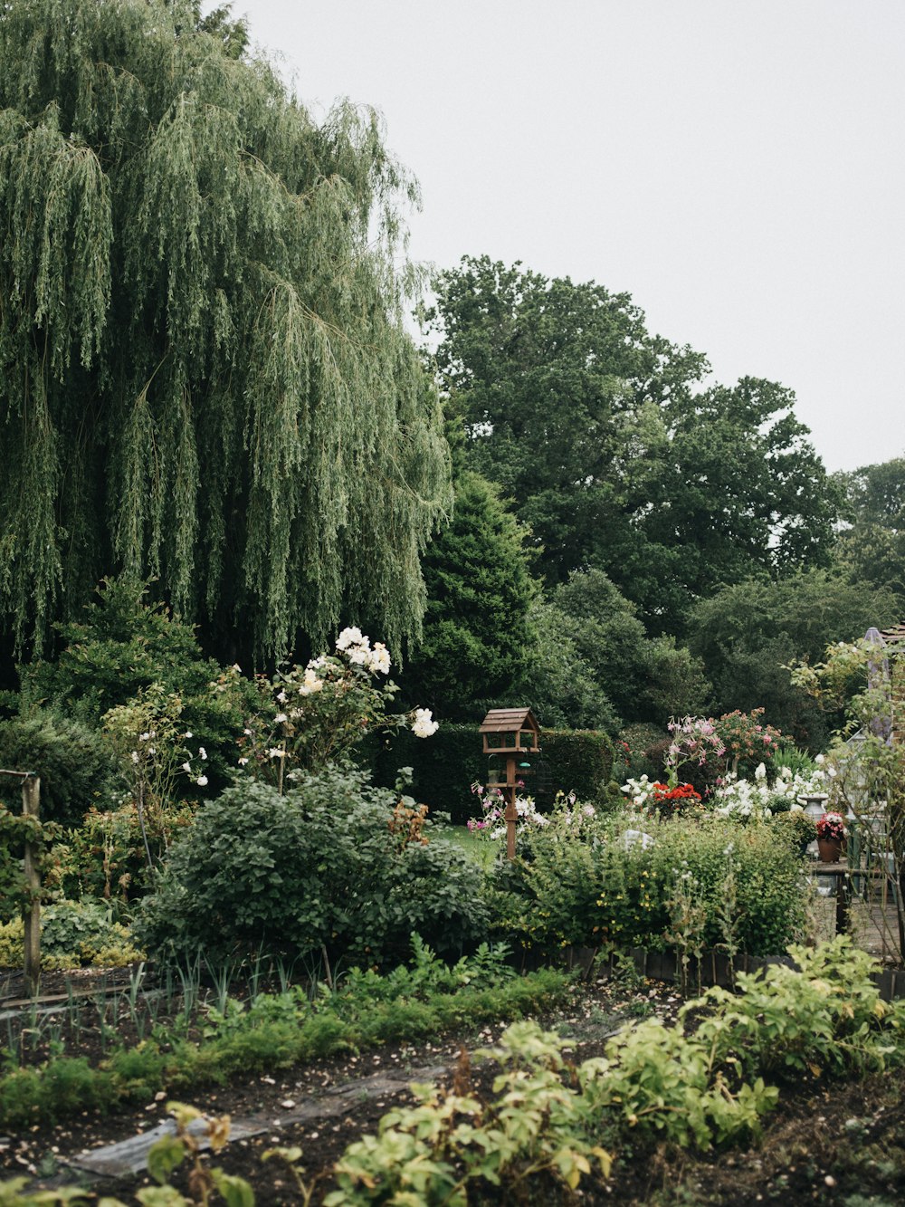 people walking on pathway between green trees during daytime