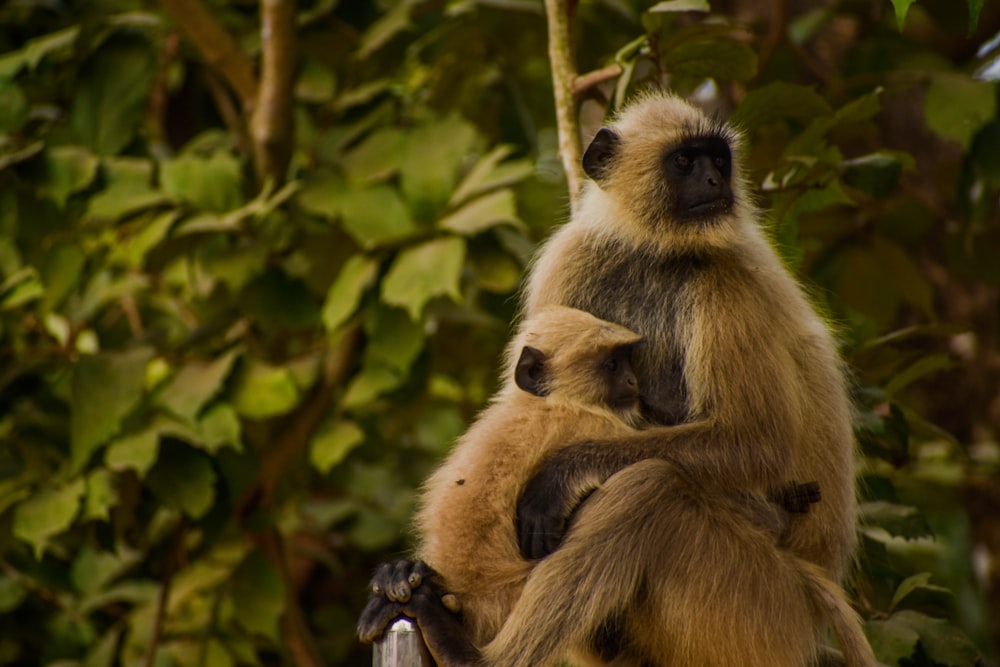 brown monkey sitting on tree branch during daytime