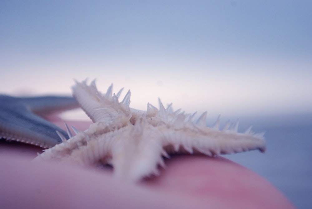 white starfish on persons hand