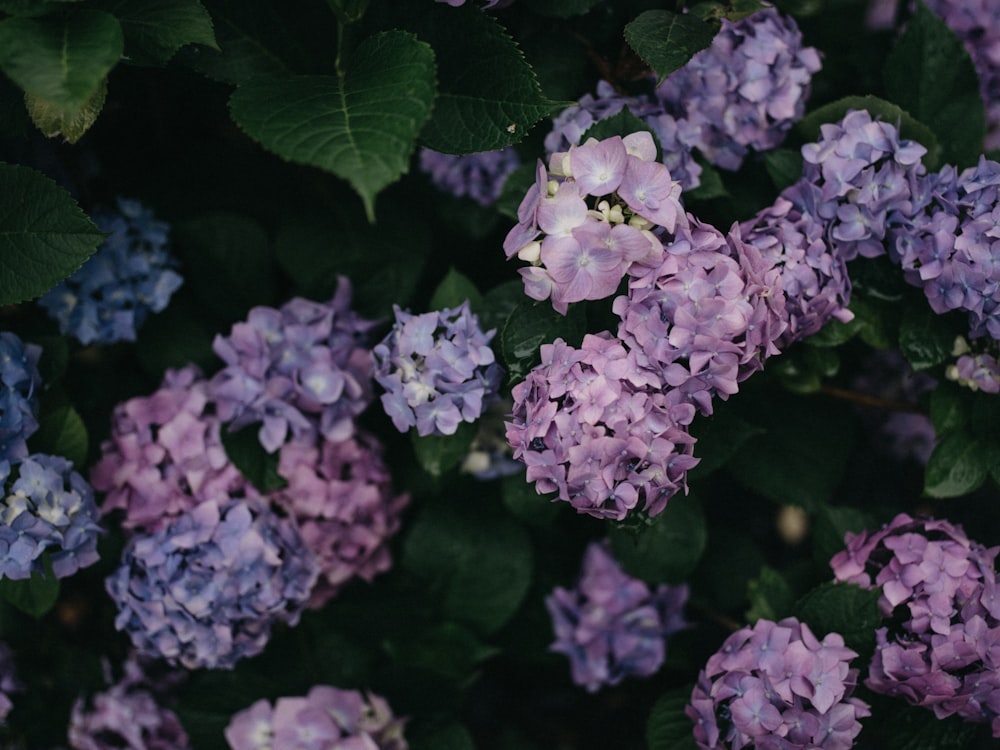 a close up of a bunch of purple flowers