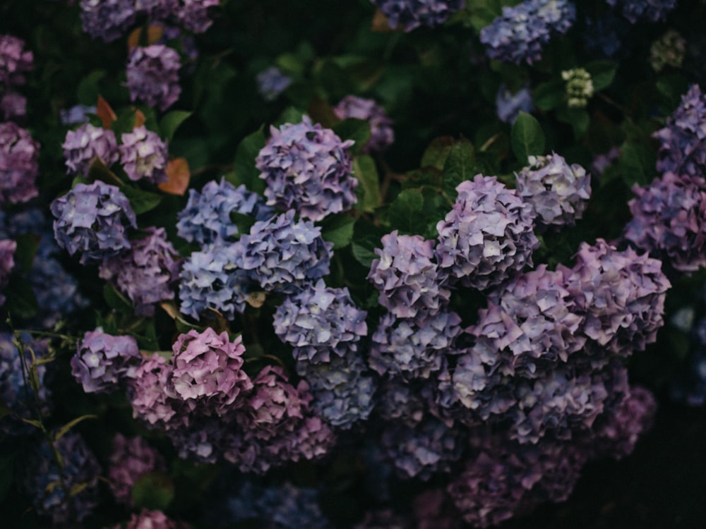 purple flowers in tilt shift lens