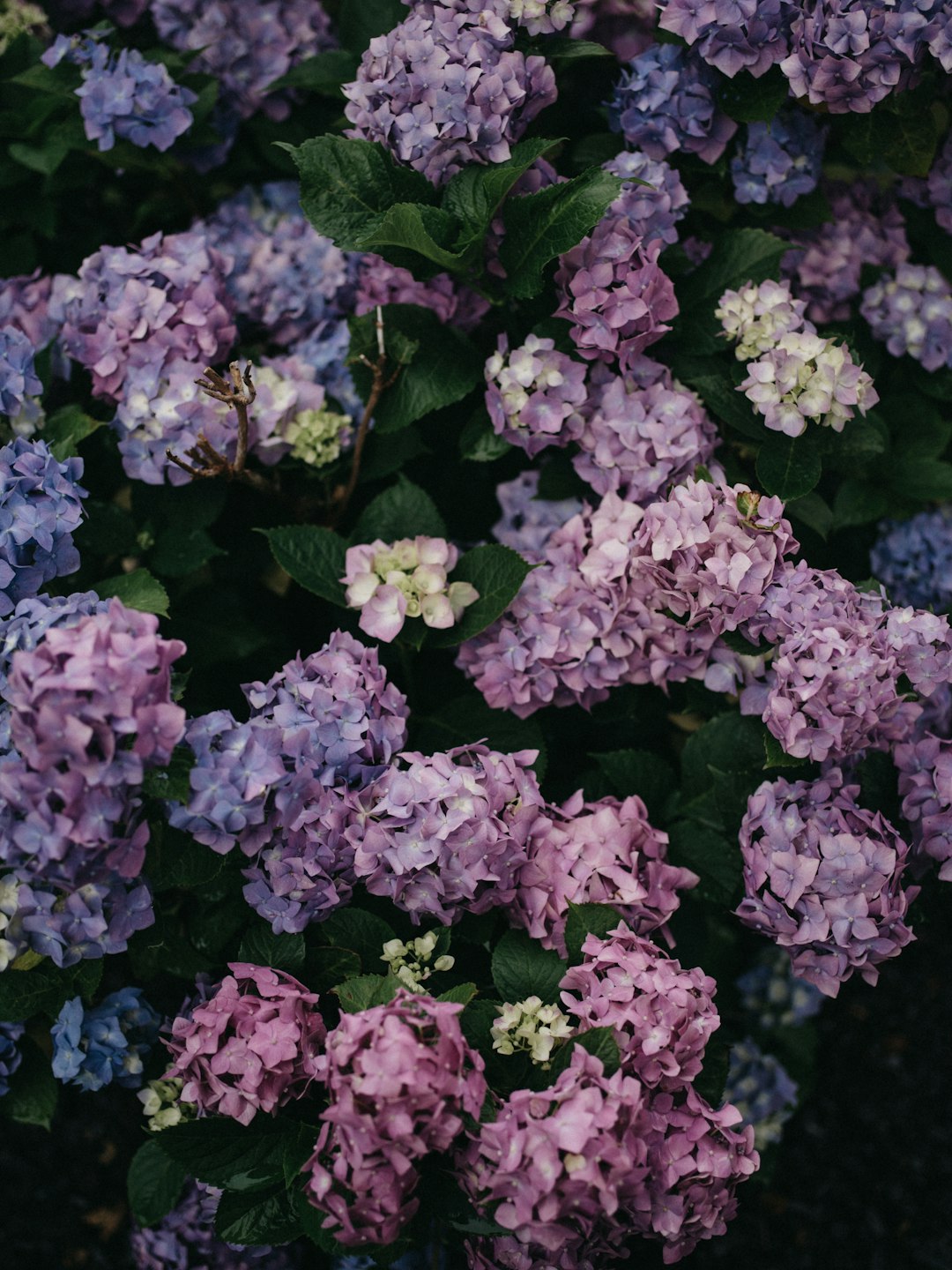 purple flowers with green leaves