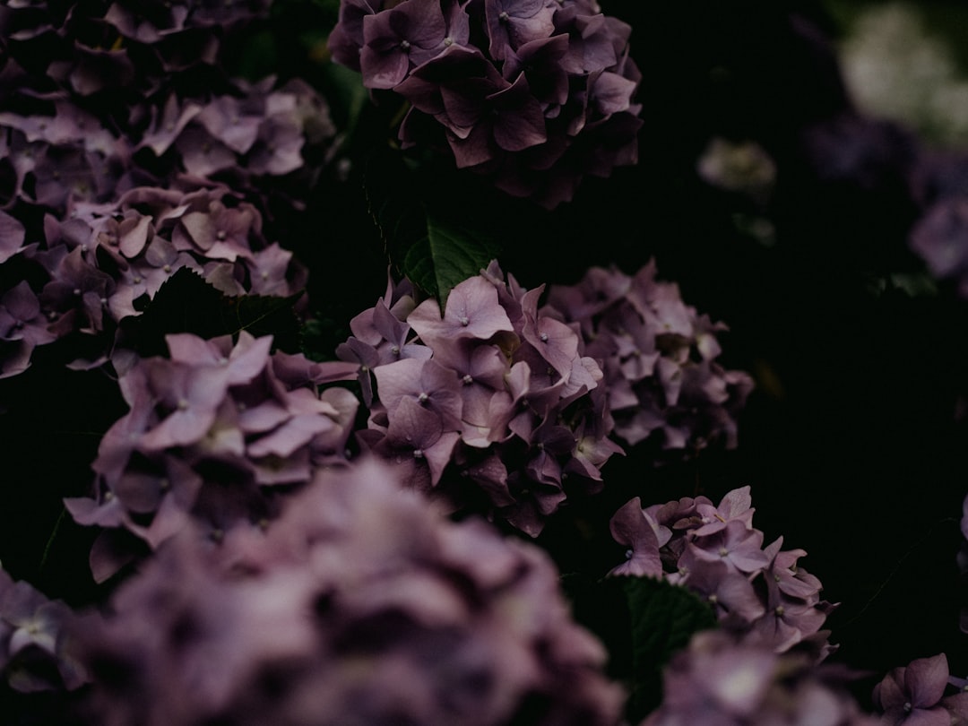 white and purple flower petals