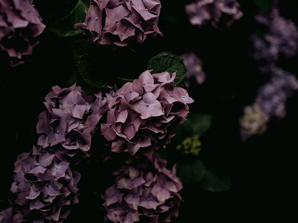 purple flower in tilt shift lens