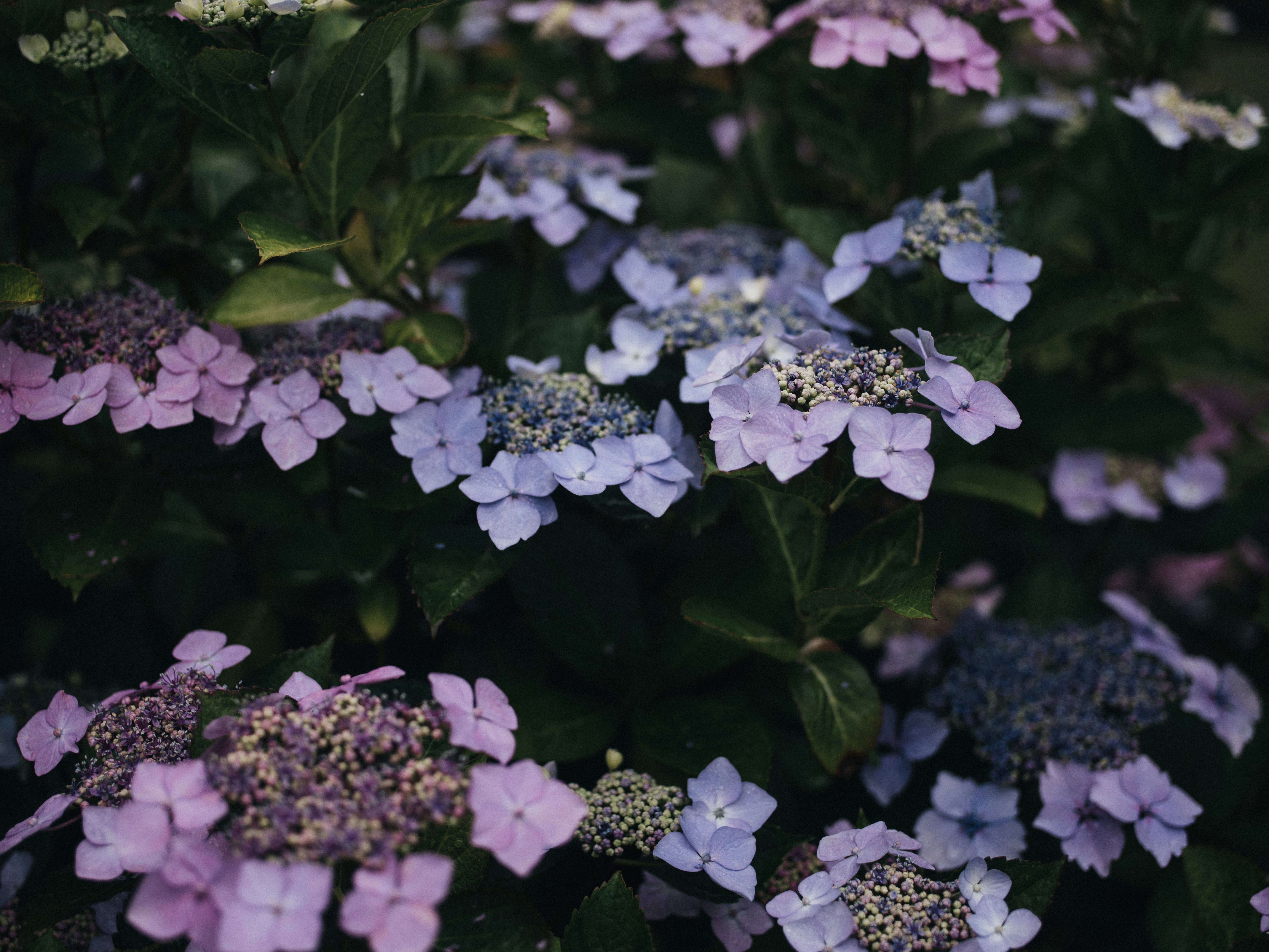 Photo by anniespratt