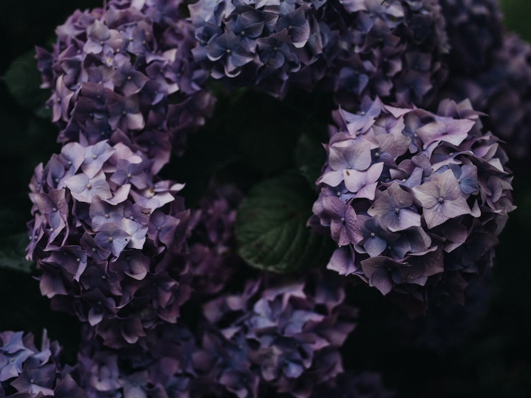 purple flowers with green leaves