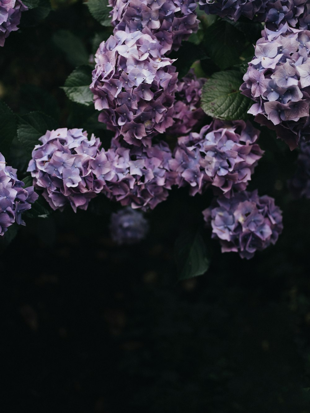 purple flowers in tilt shift lens