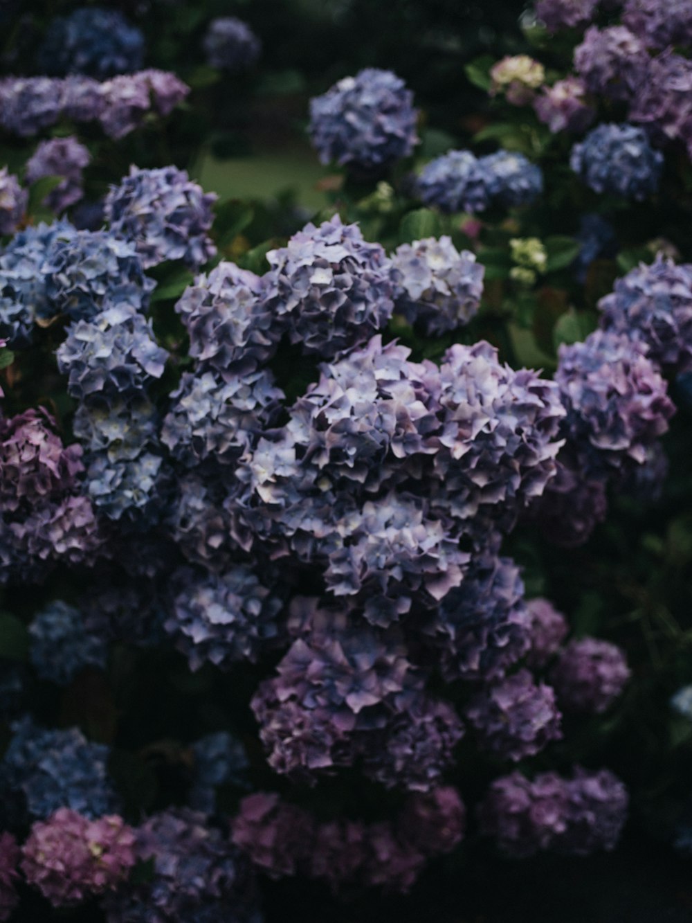 purple flowers in tilt shift lens