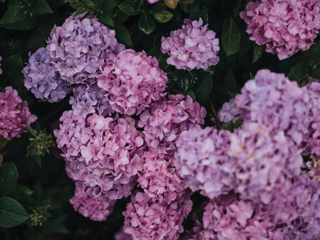 purple flowers with green leaves