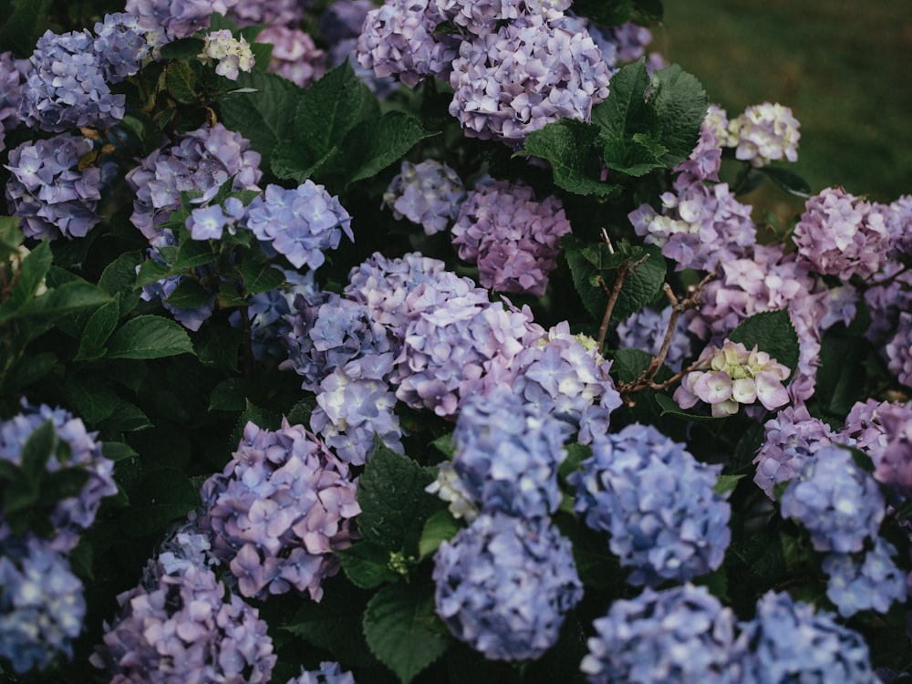 purple and white flowers during daytime