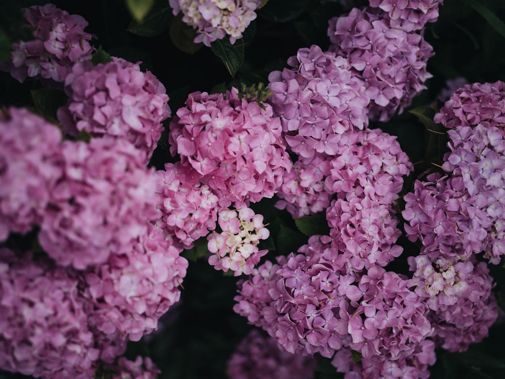 pink flowers in macro lens