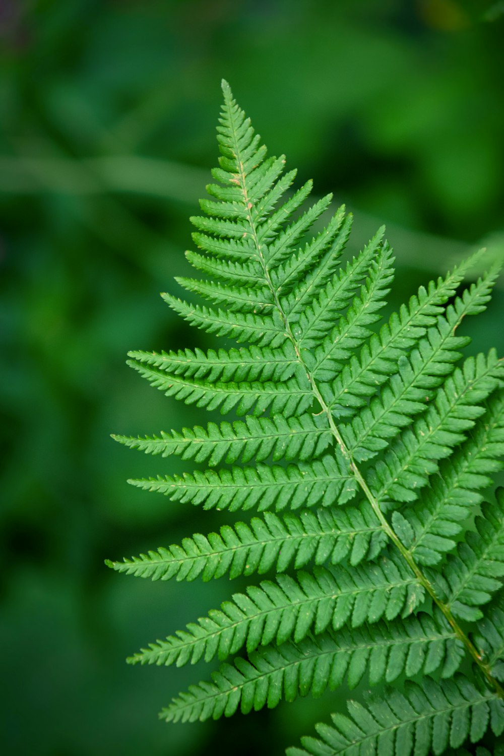 pianta a foglia verde in fotografia ravvicinata