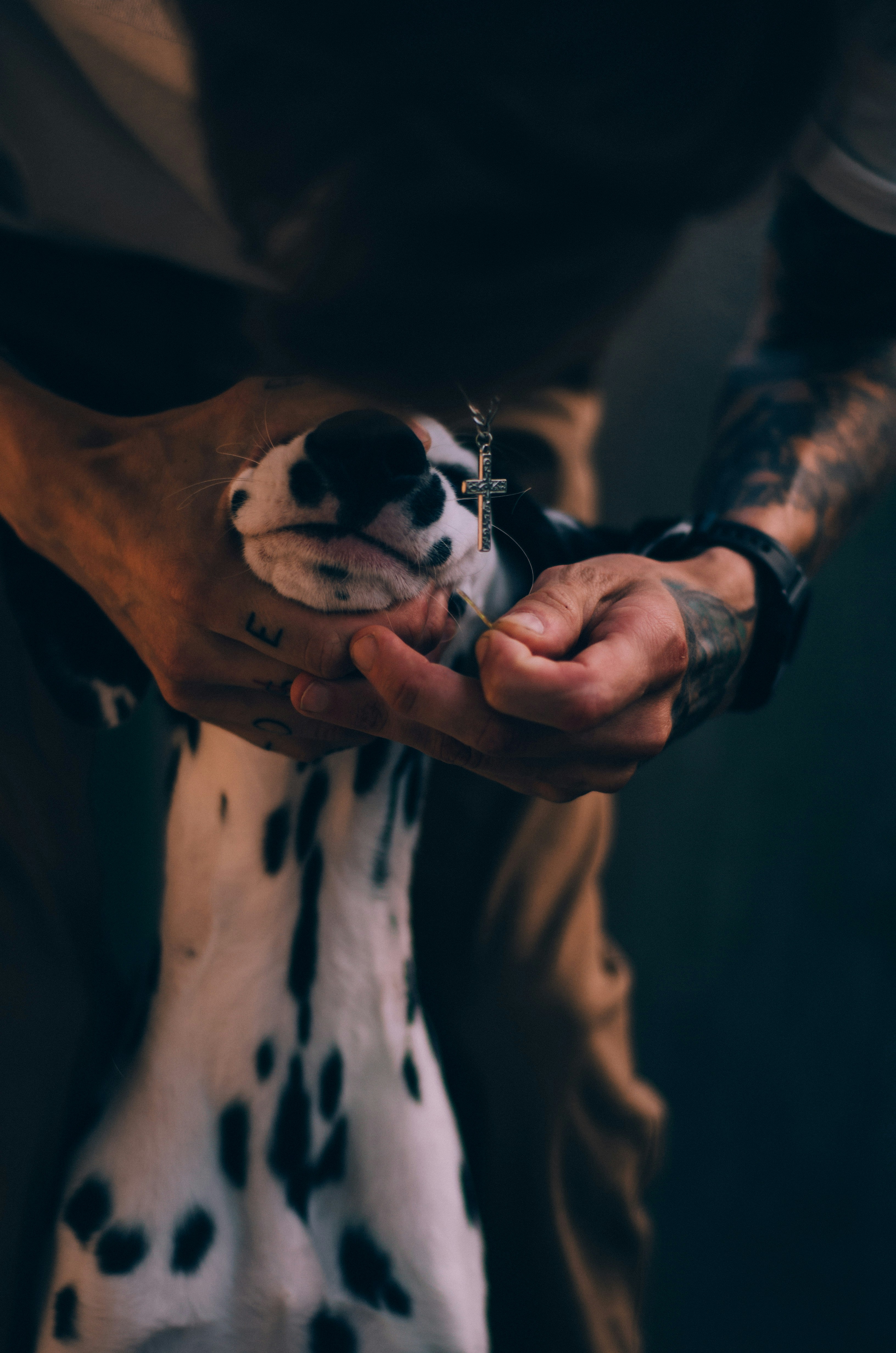 Persona che tiene il cane bianco e nero