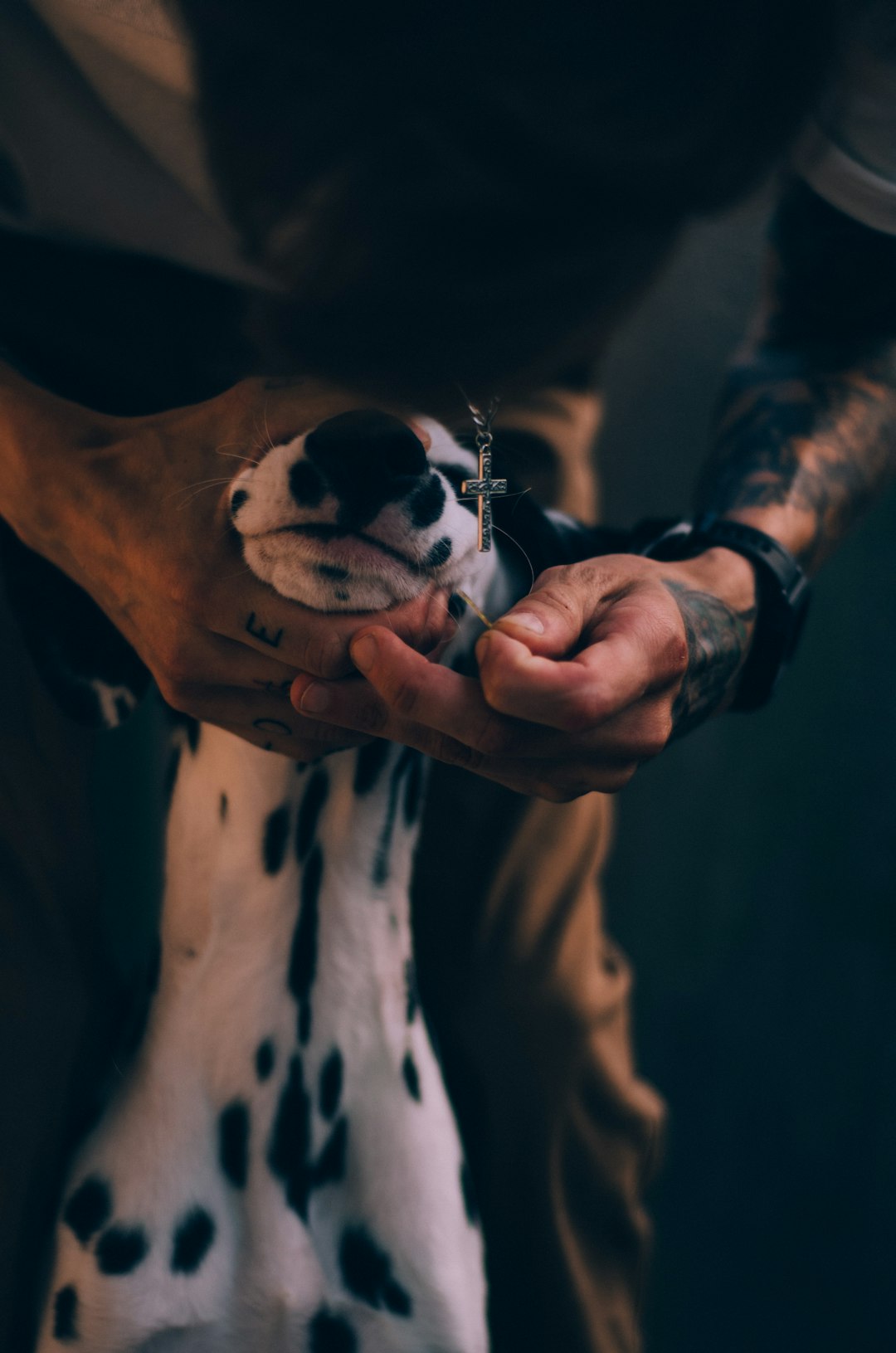 person holding white and black dog