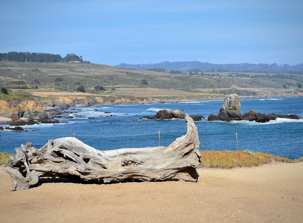 white rock on brown sand near body of water during daytime