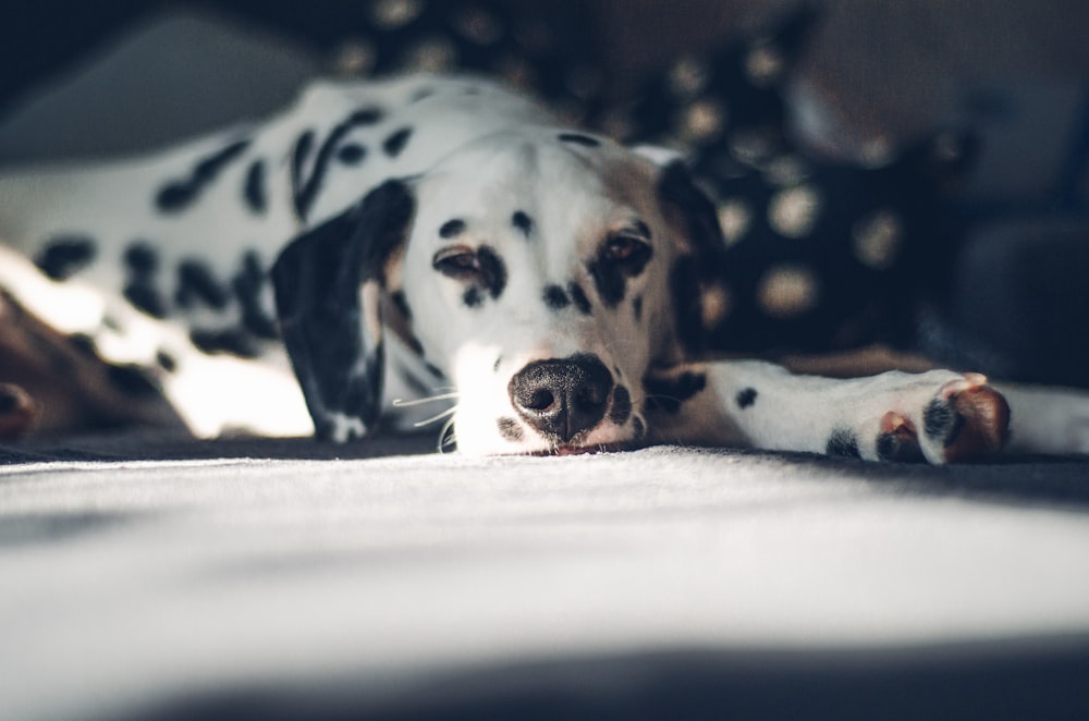 black and white dalmatian dog lying on white textile