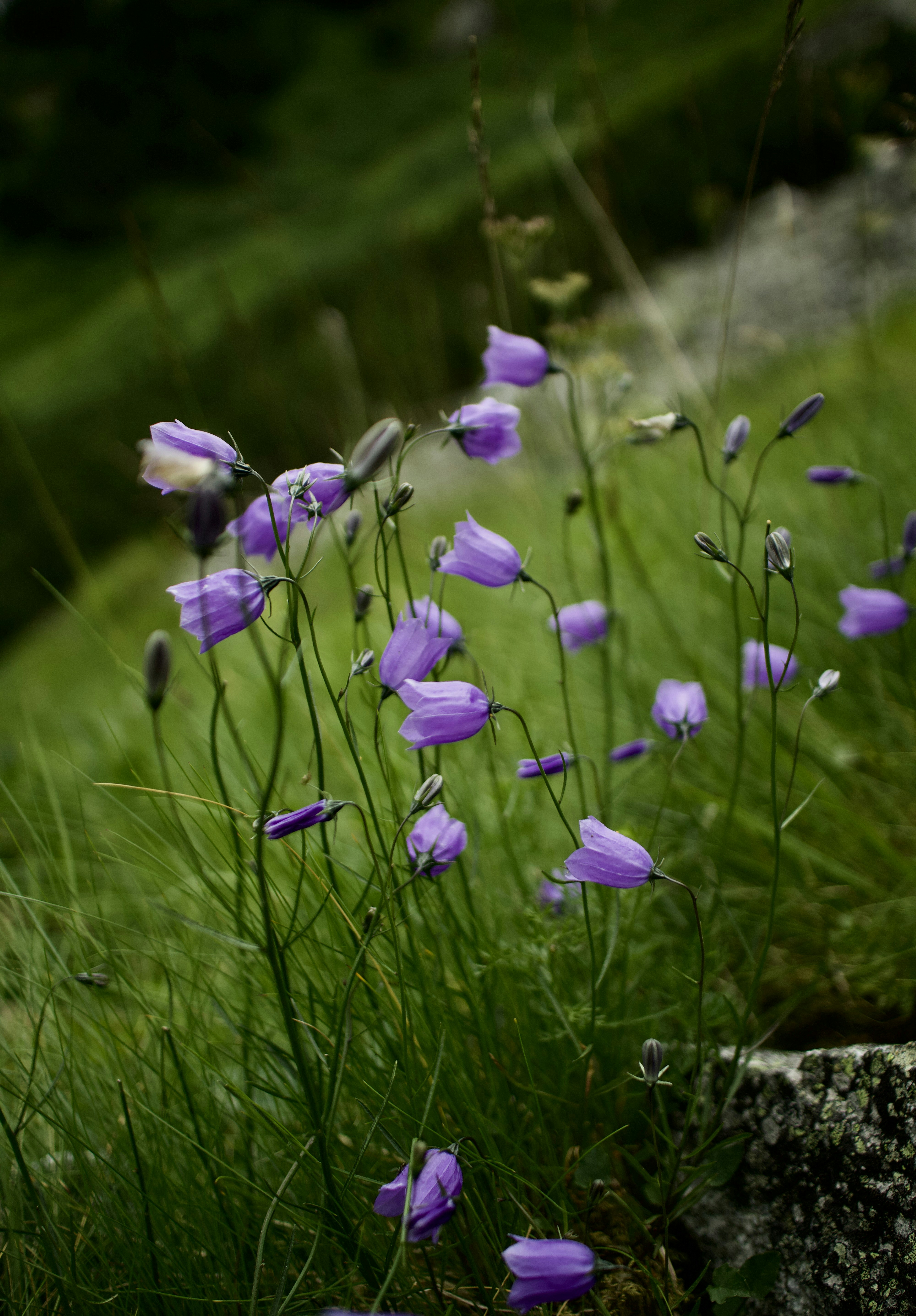 Photo by ladomiryak