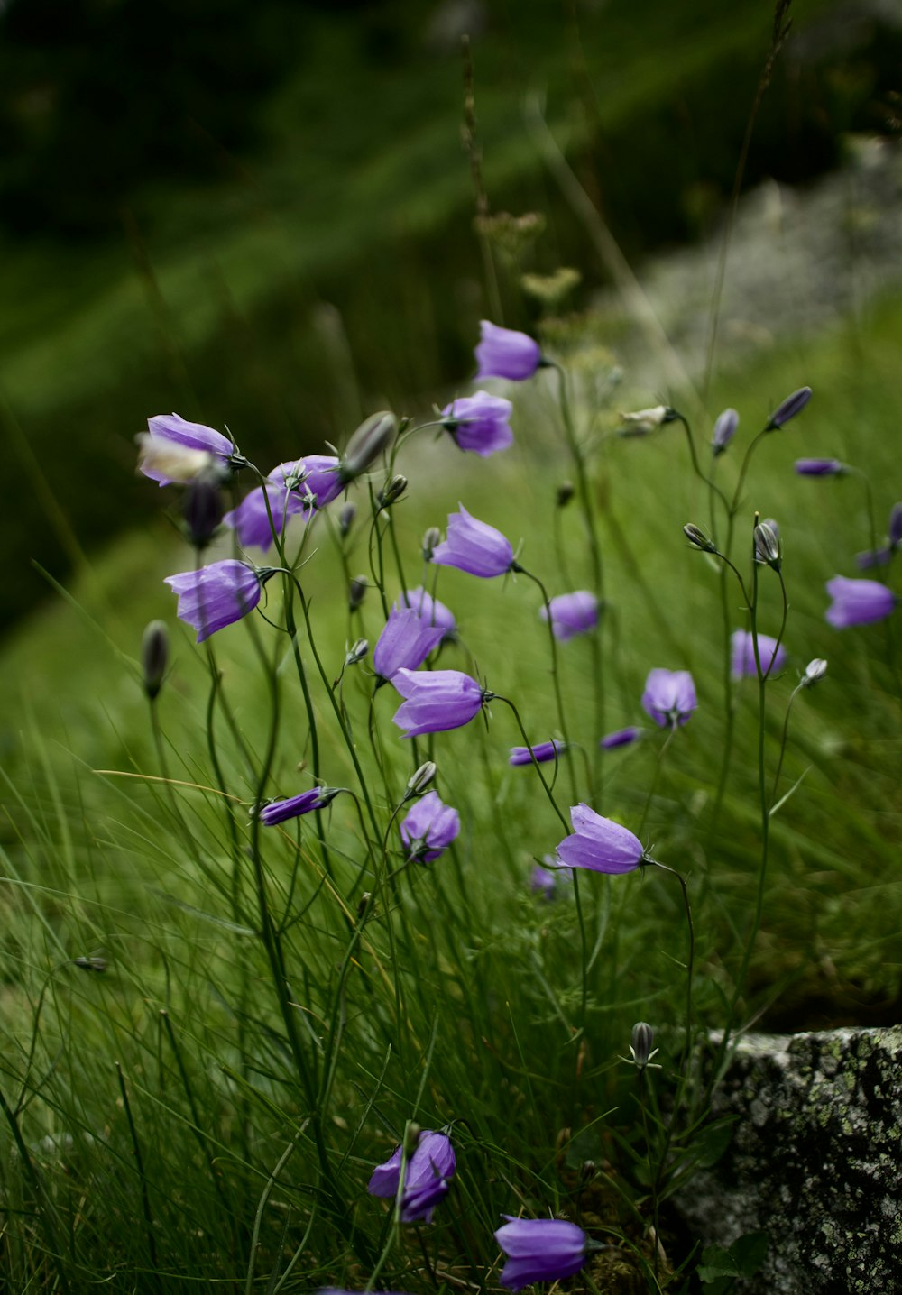 purple crocus flowers in bloom during daytime