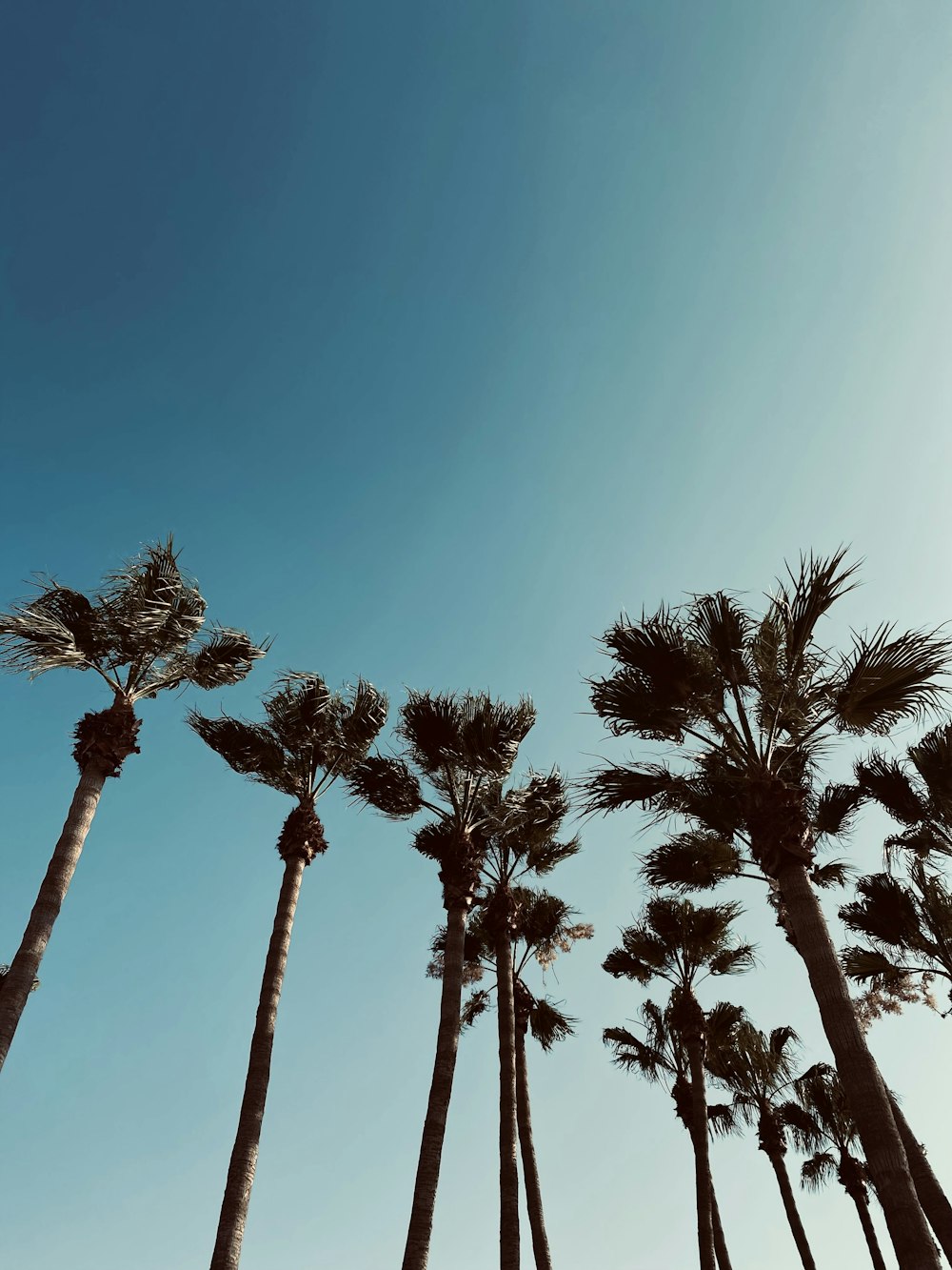 palm trees under blue sky during daytime