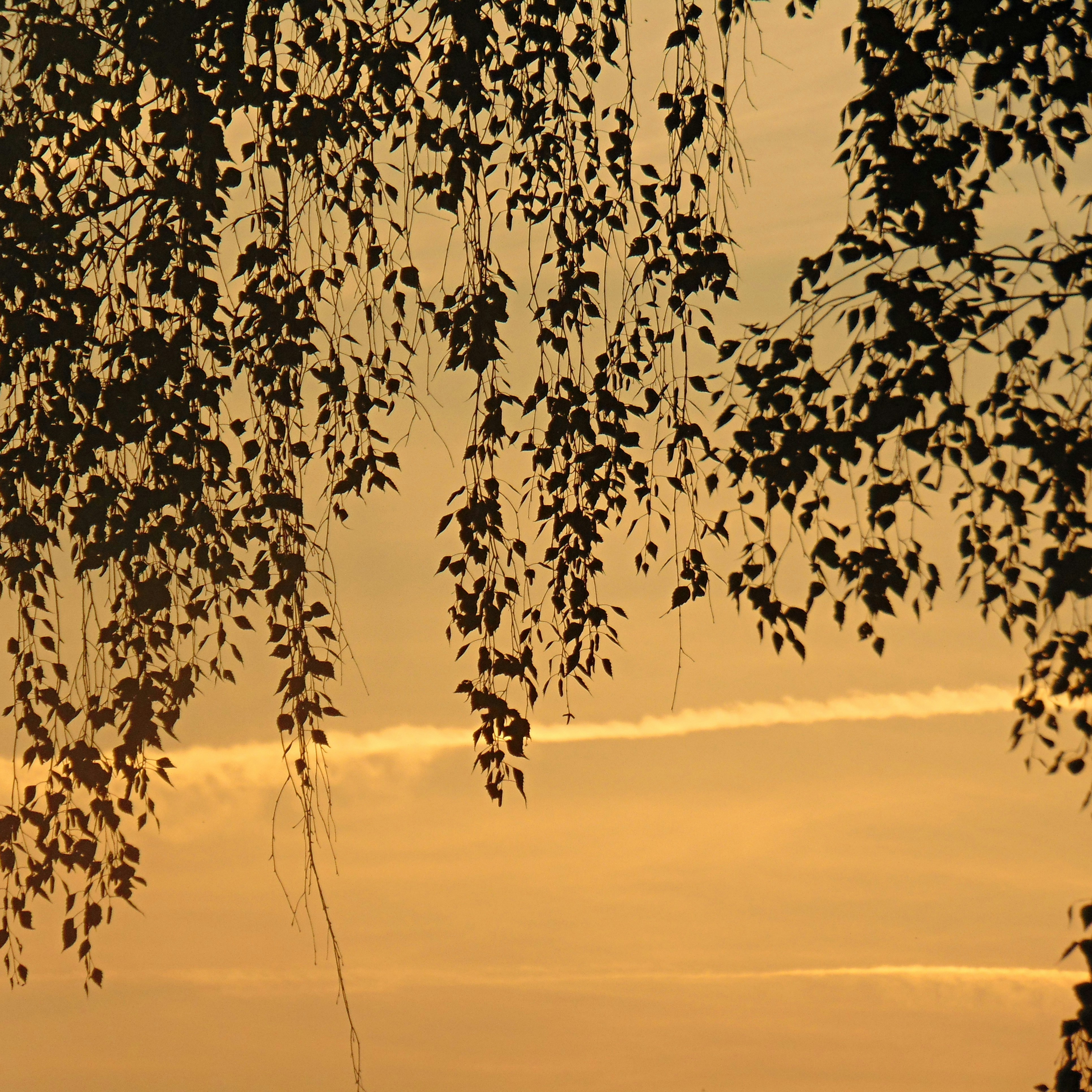Silhouetted leaves hang overhead as a warm sunset floods the sky with orange. A distant contrail streaks across the horizon, adding a subtle line to the composition.