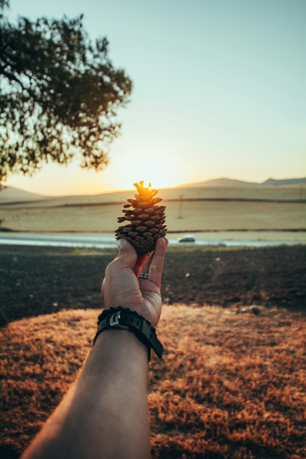 person holding yellow sunflower during sunset