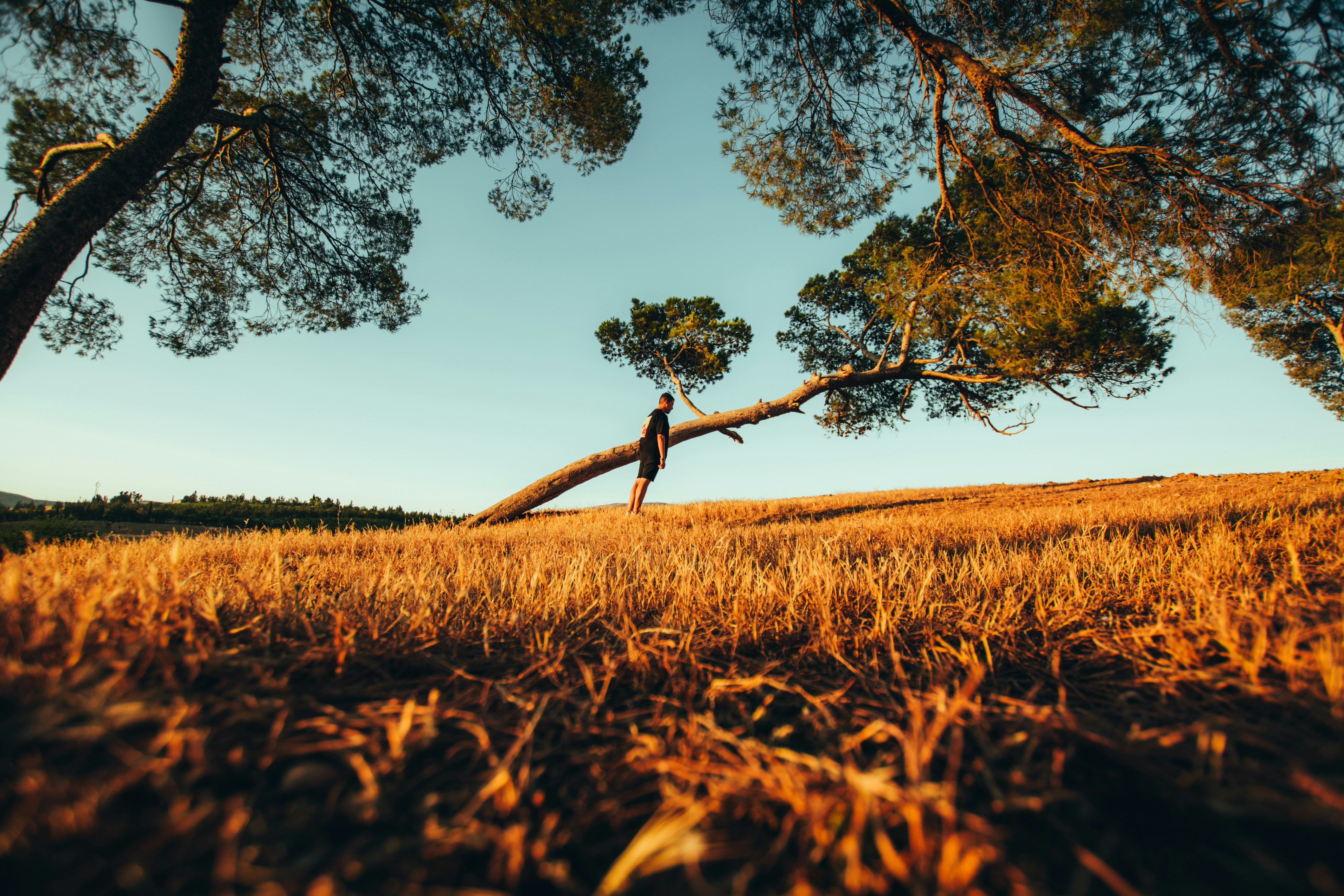 brown tree on brown grass field during daytime