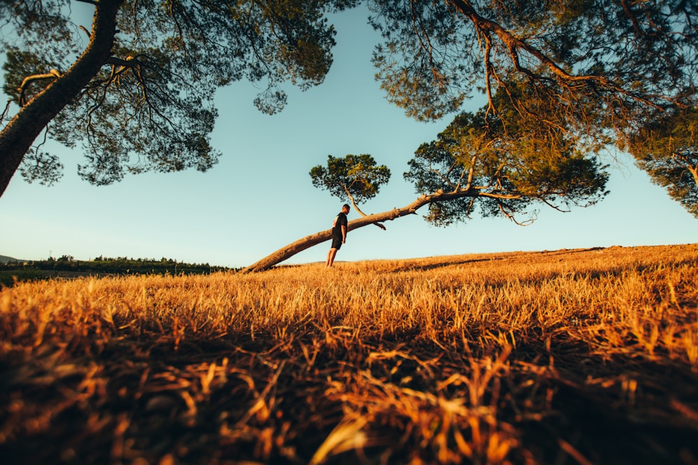 brown tree on brown grass field during daytime