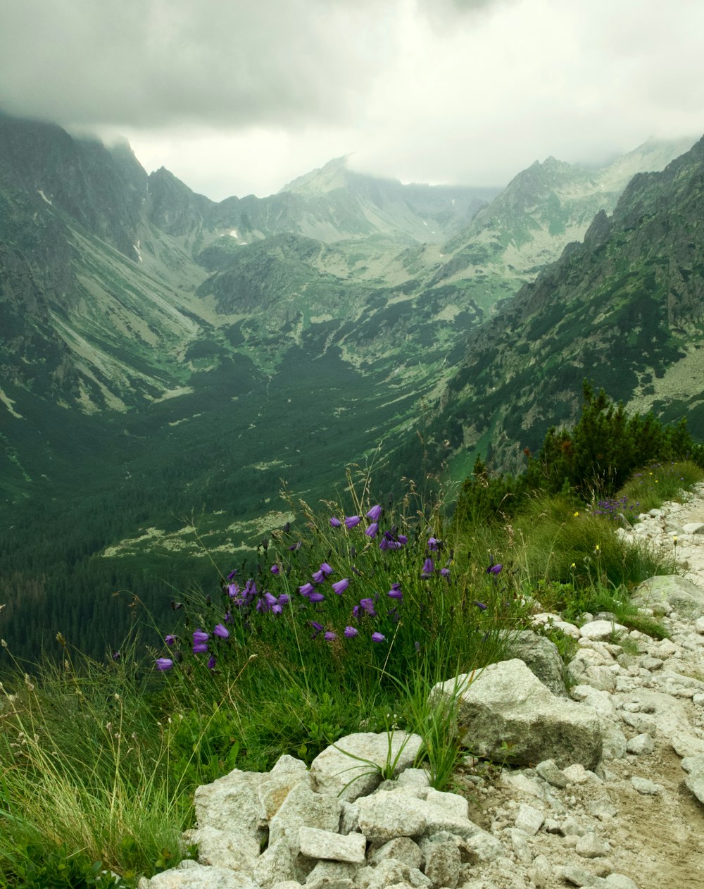 purple flower on rocky mountain during daytime