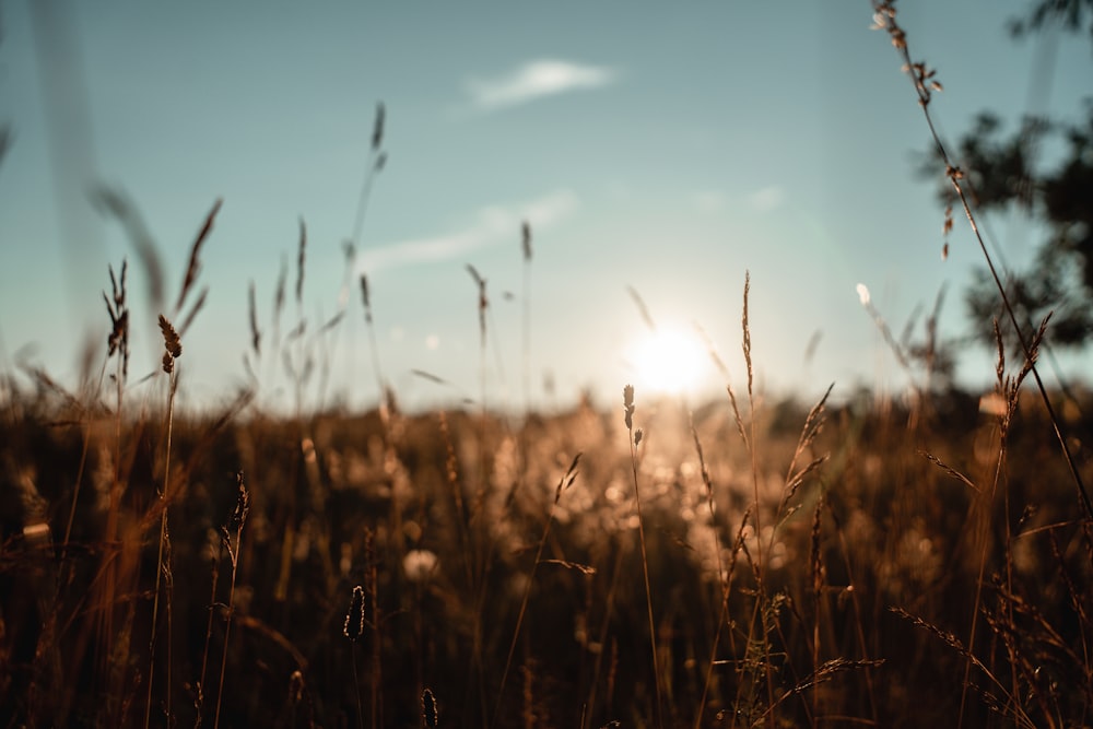 braunes Gras unter blauem Himmel tagsüber