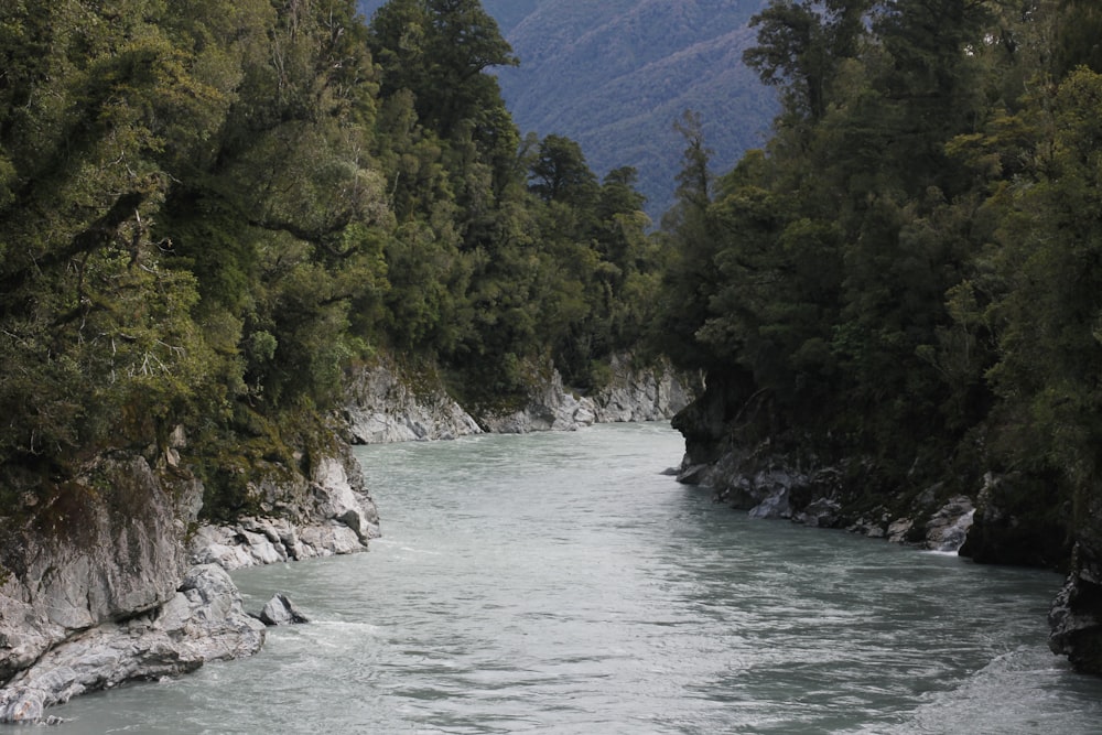 Árboles verdes junto al río durante el día