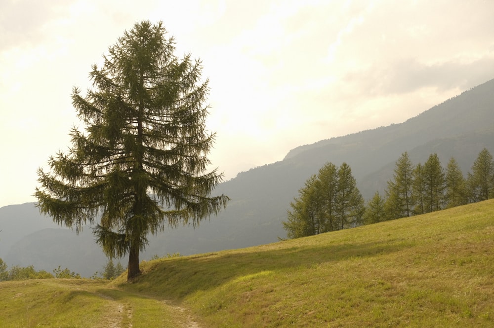 green tree on green grass field near lake during daytime