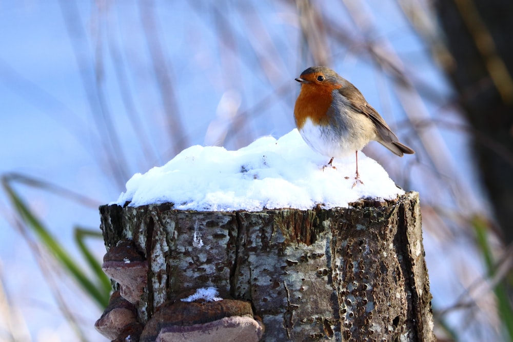 brown and white bird on brown tree branch