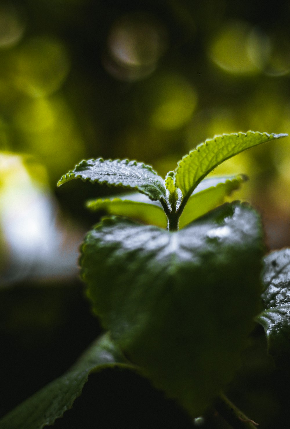 green leaf plant in close up photography