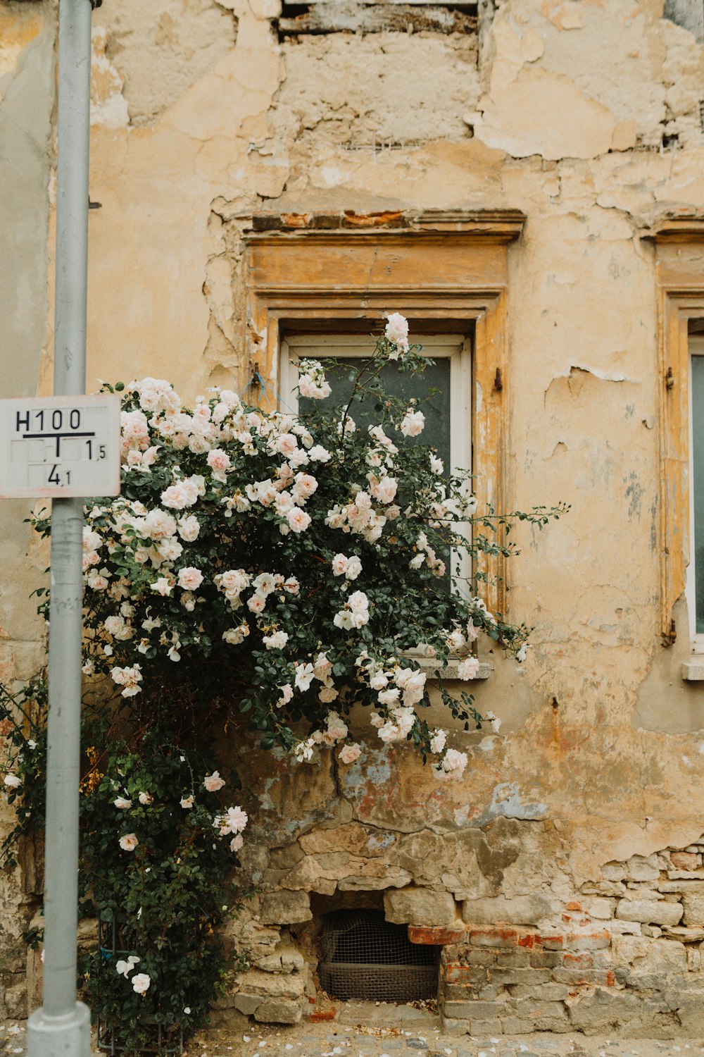 white flowers on brown concrete wall