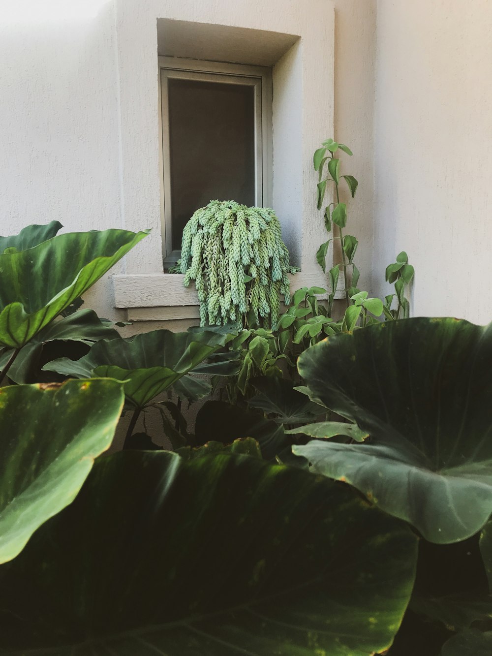 green plant near white wall