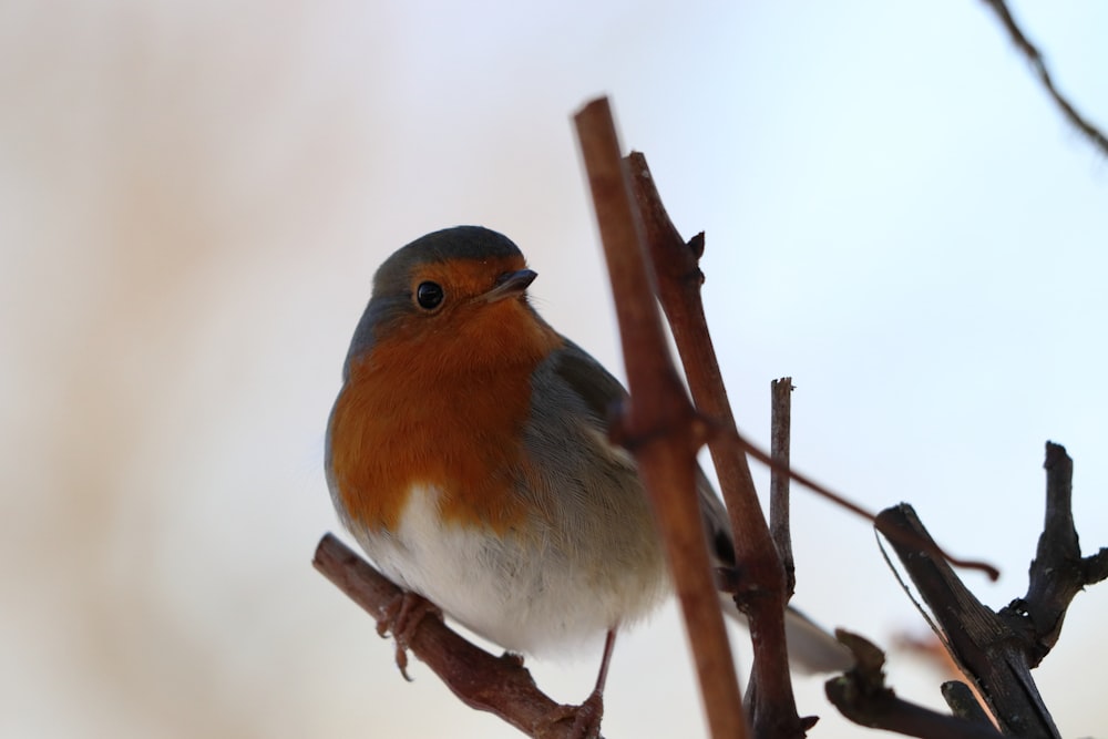 brown and white bird on brown tree branch