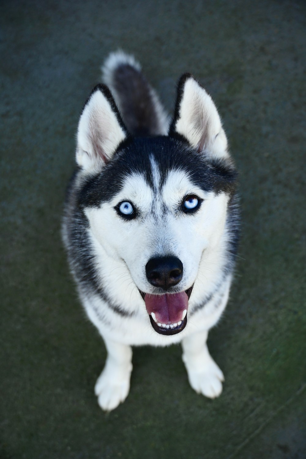 白と黒のシベリアンハスキーの子犬