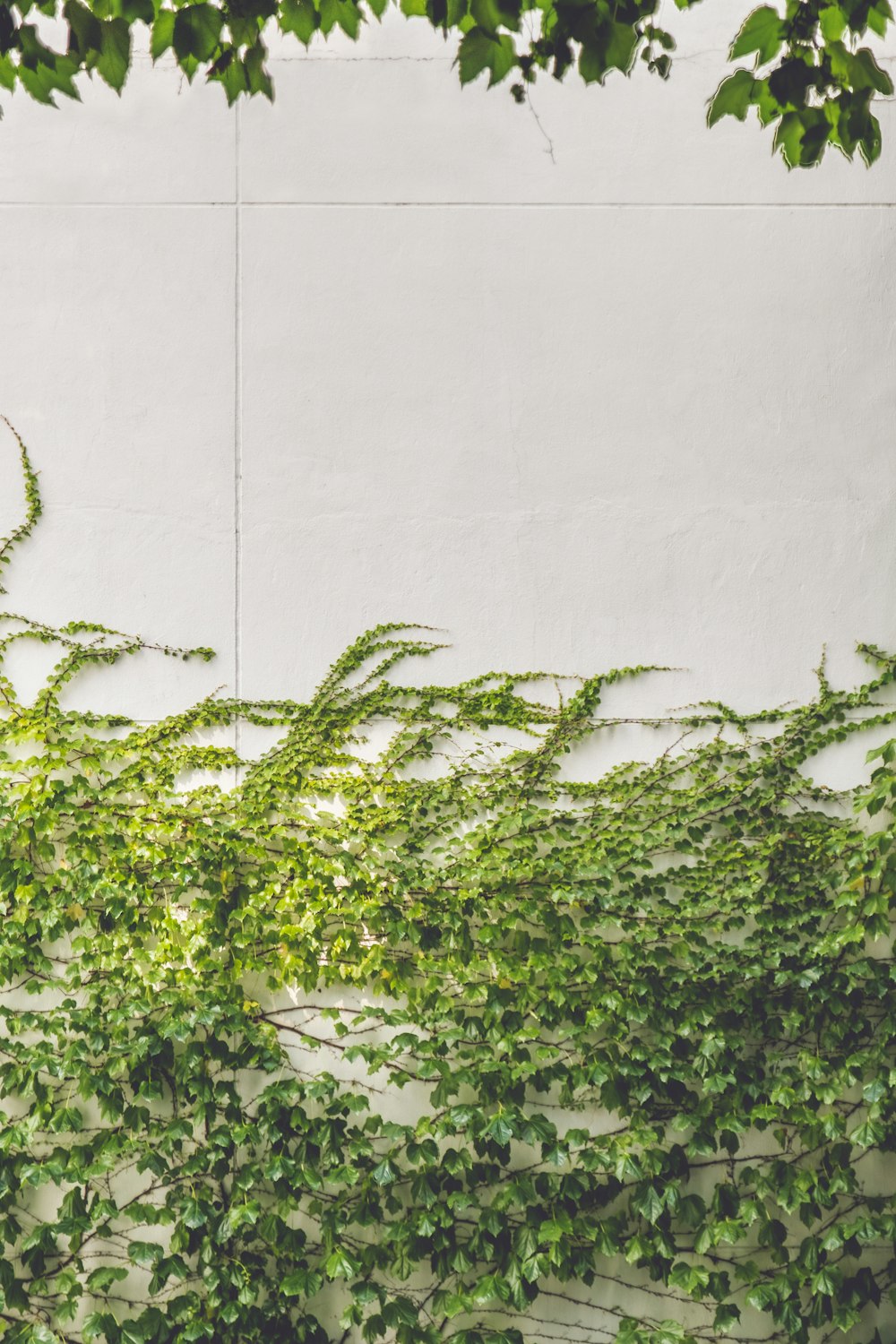 green leaves on white wall