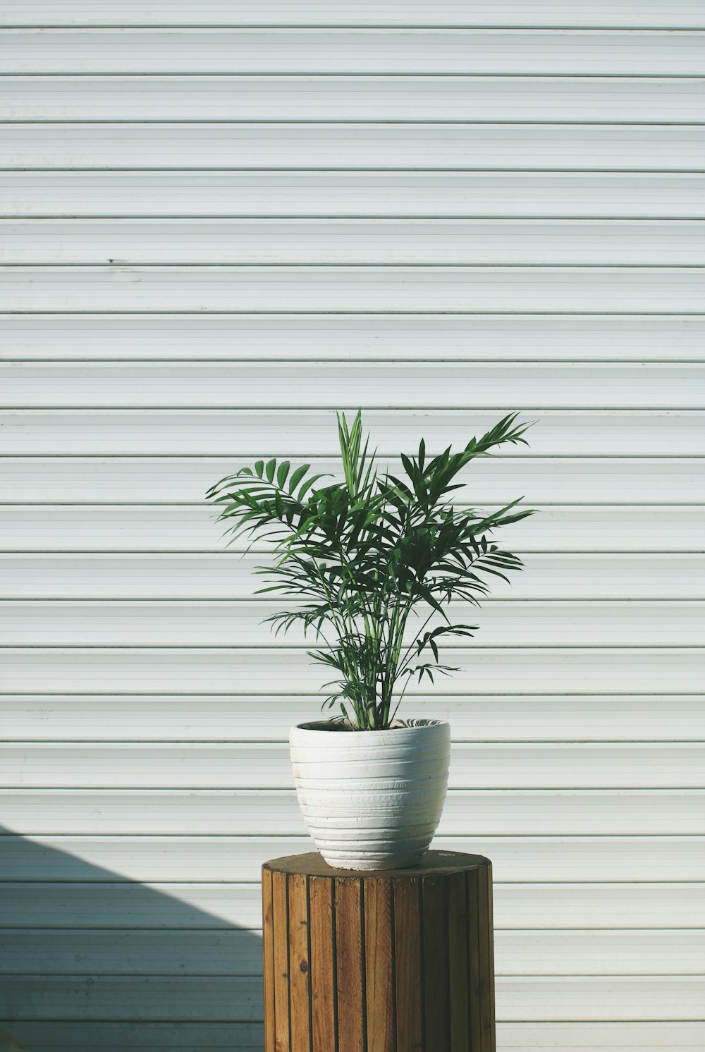 green plant on white ceramic pot