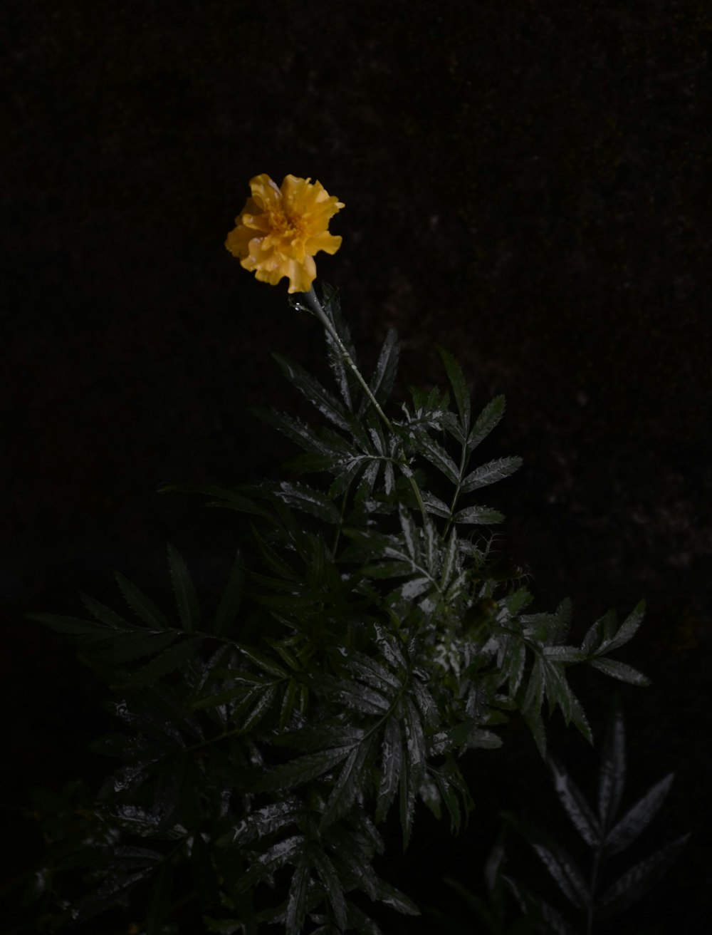 yellow flower on black background