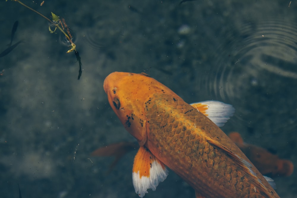 orange and white fish in water