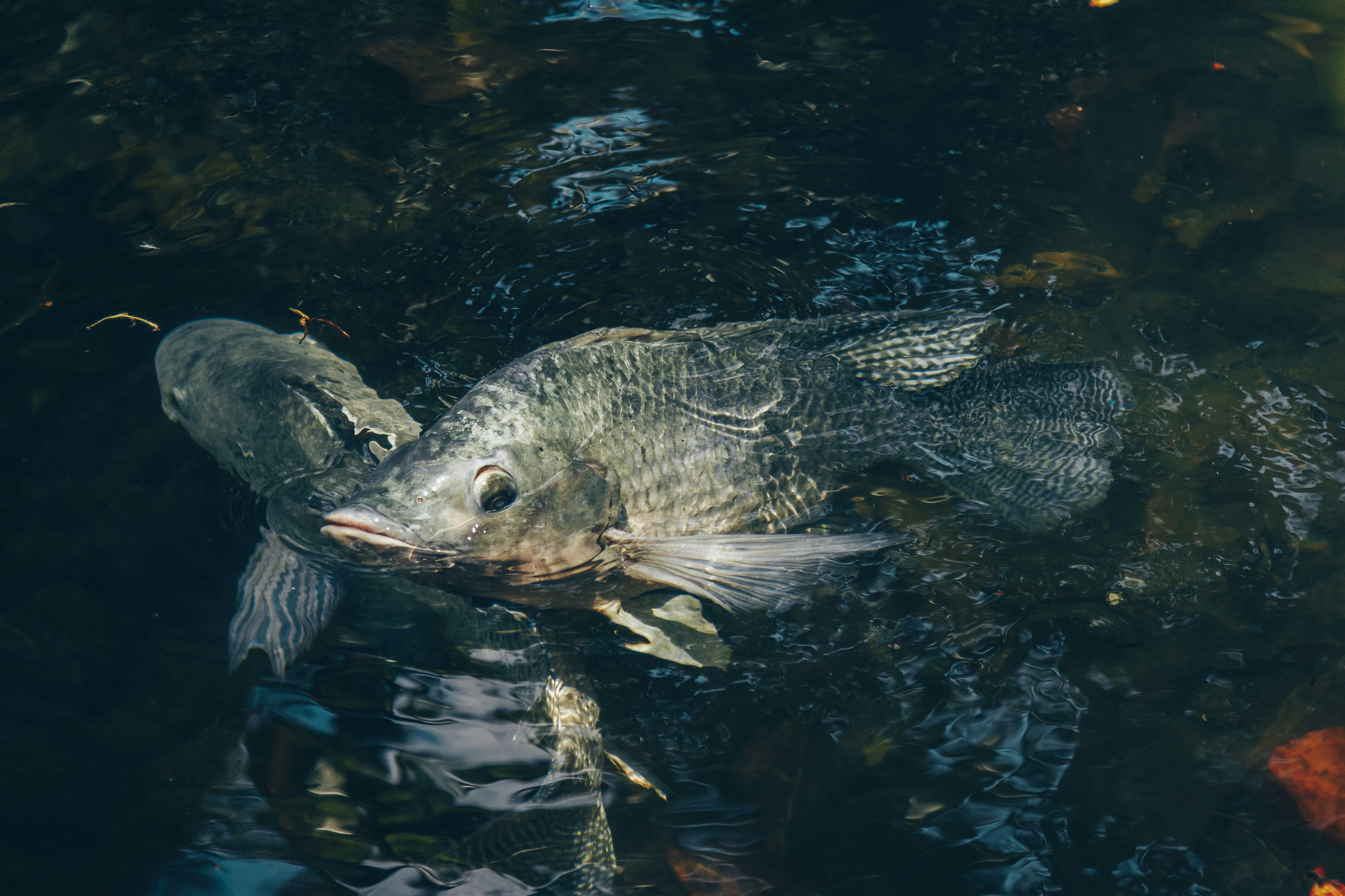 silver fish on water during daytime