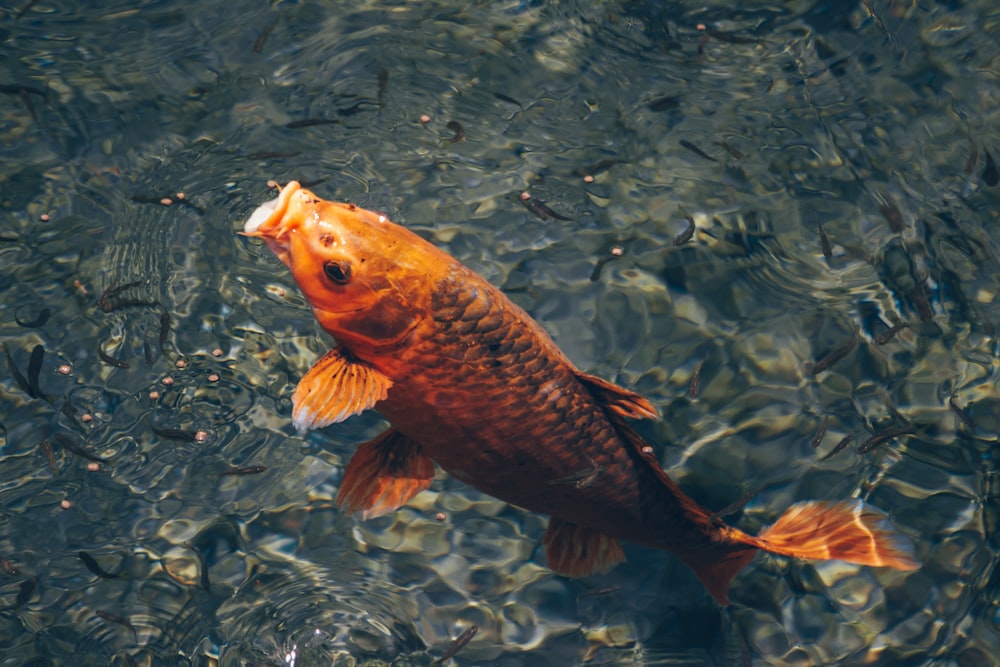 orange and black fish on water