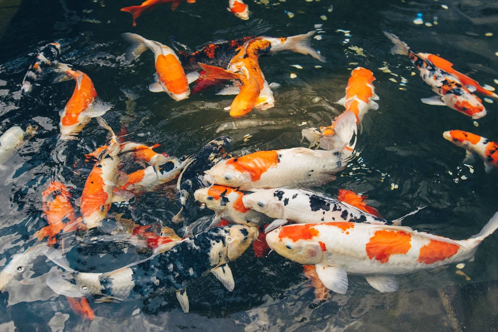 white and orange koi fish