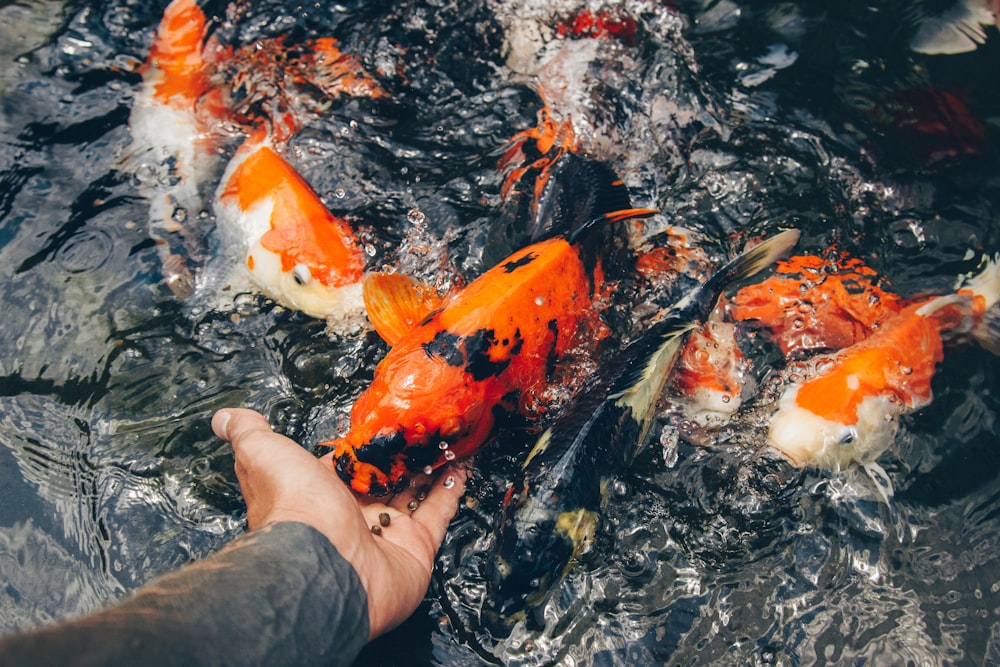 person holding orange koi fish